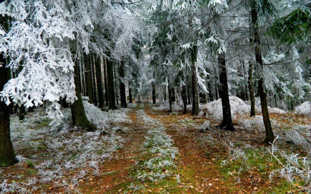 Winter forest road with hoarfrost covered fir trees and snow dusted ground scenic wallpaper