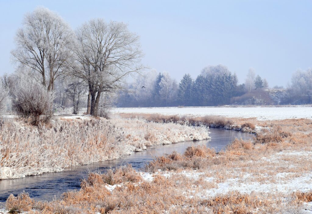 Serene winter forest with frost-covered trees snow blanket and winding stream in soft blue tones Wallpaper
