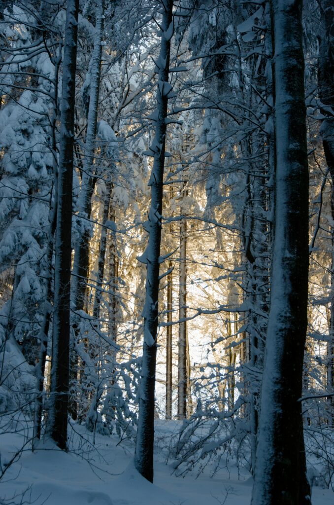 Serene winter forest with snow-covered trees and golden sunlight highlighting tranquil woods background Wallpaper