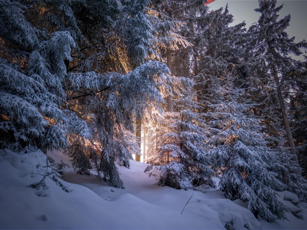 Serene winter forest with snow-covered conifer trees and soft sunlight in a tranquil landscape Wallpaper