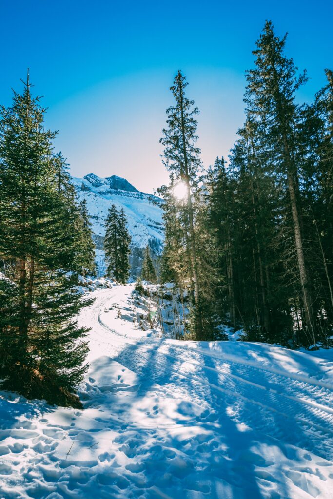 Snow-covered forest with tall evergreens and winding path under bright blue winter sky wallpaper