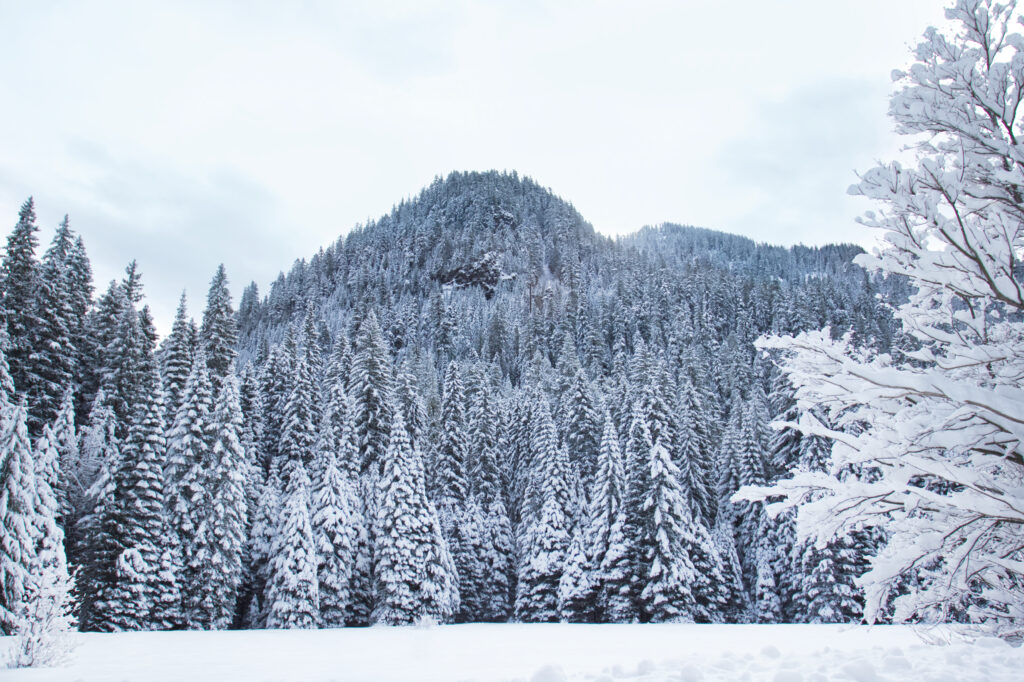 Serene winter wallpaper with snow-covered pine forest and gentle mountain backdrop in white tones