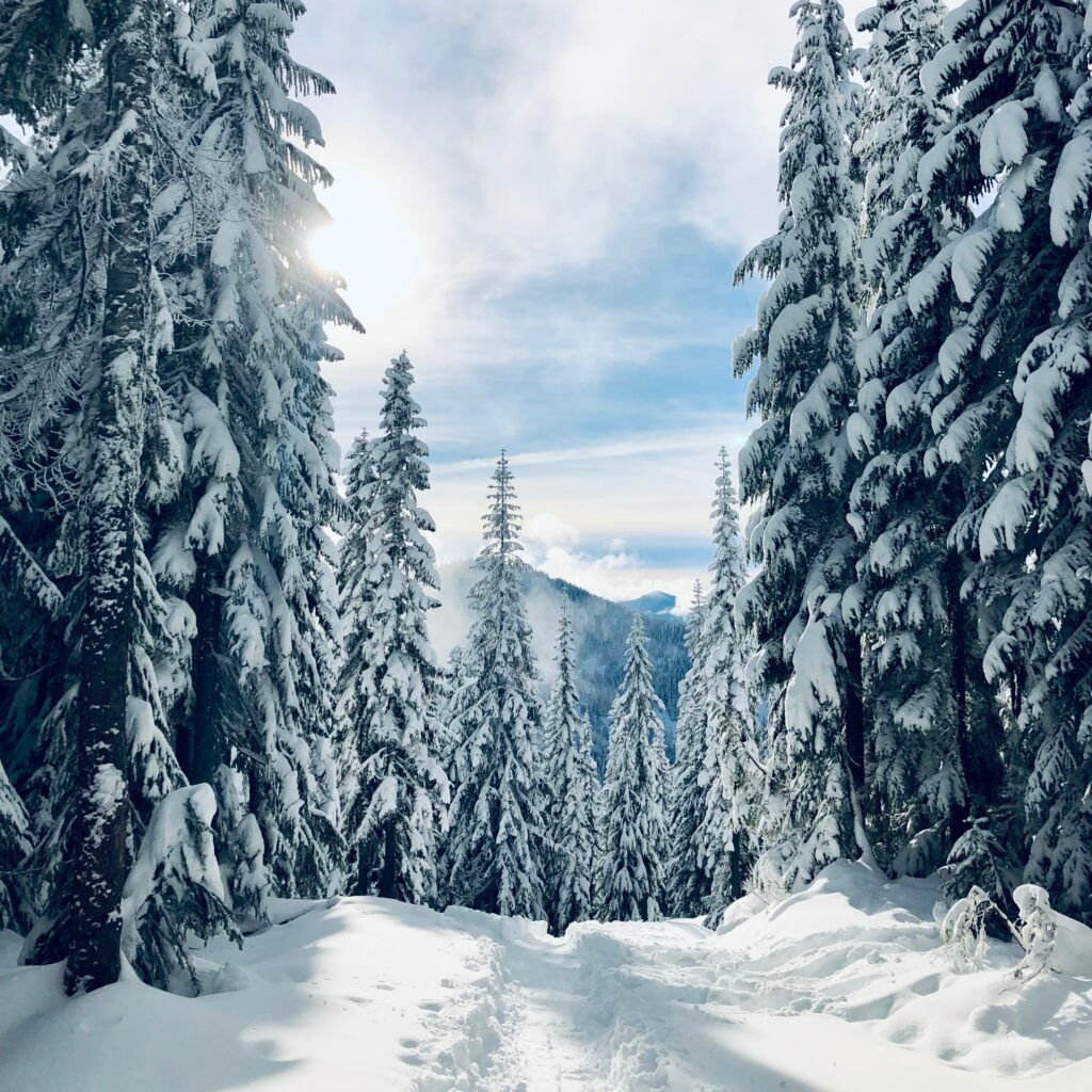 Serene winter forest with snow-covered pine trees and a winding path under clear sky wallpaper