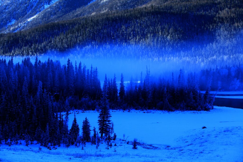 Serene winter forest with snow-covered spruce trees under misty fog and blue tones background Wallpaper