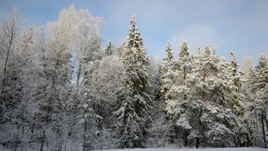 Serene winter forest with snow-covered tall trees under a bright blue sky wallpaper background
