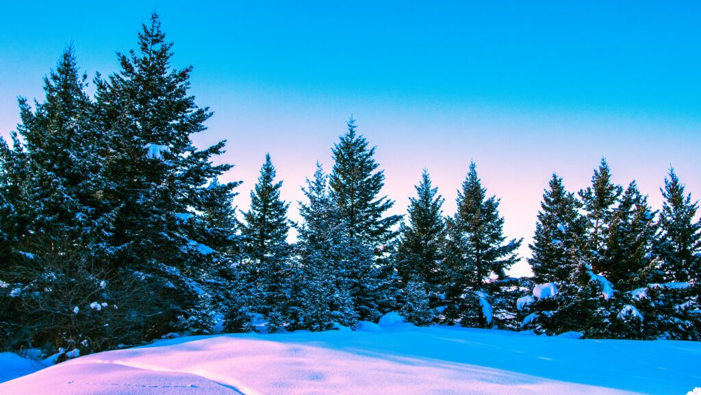 Winter forest wallpaper with tall snow-covered trees under bright blue sky and soft light