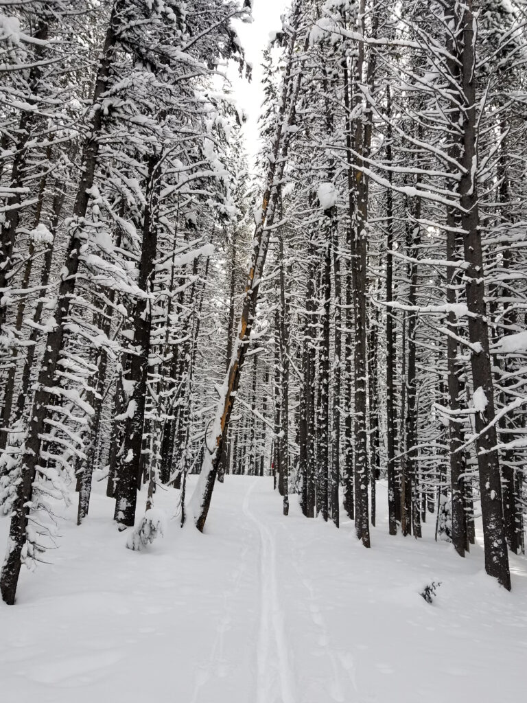 Serene winter forest wallpaper with snow-covered trees and winding path in muted white tones