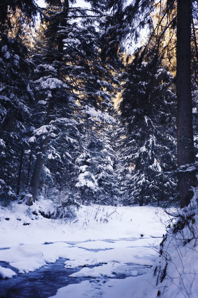 Serene winter forest with snow-covered trees and soft sunlight creating a tranquil scene Wallpaper