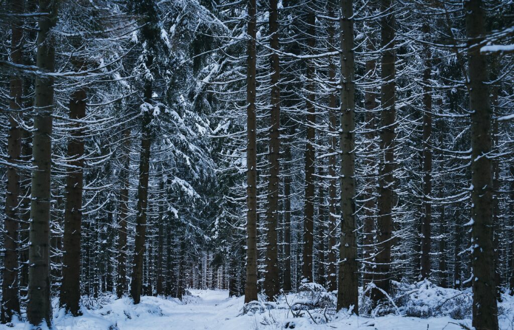 Dense winter forest with snow-dusted trees and snowy ground in serene muted blues and browns Wallpaper