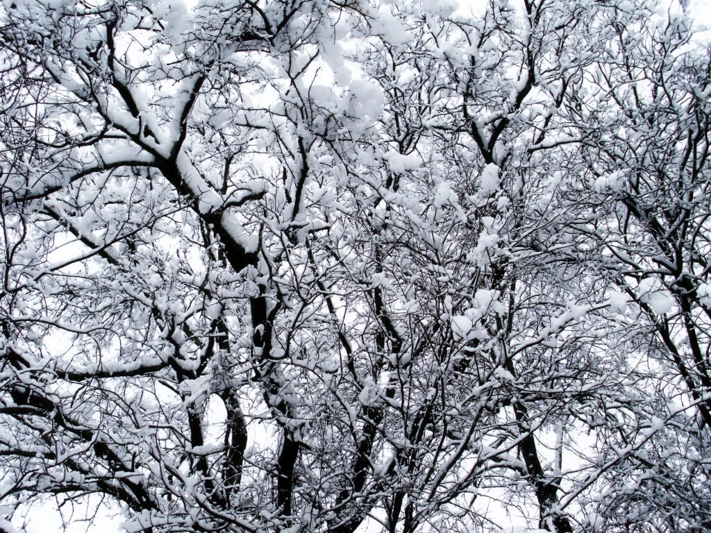 Serene winter forest with snow-covered trees and intricate branches against pale sky wallpaper