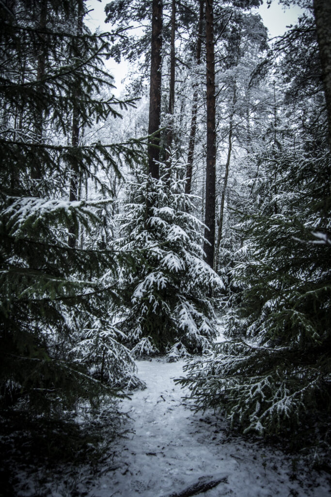 Serene winter forest with tall snow-dusted spruces and peaceful frosty natural lighting wallpaper