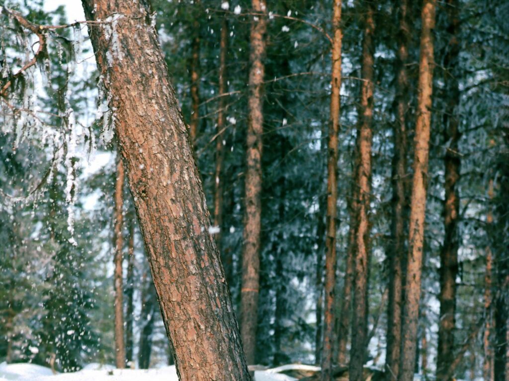 Serene winter forest wallpaper with textured tree trunks snow dusted ground natural landscape
