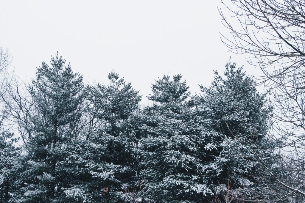 Serene winter forest wallpaper with tall snow-dusted trees and bare branches against pale sky