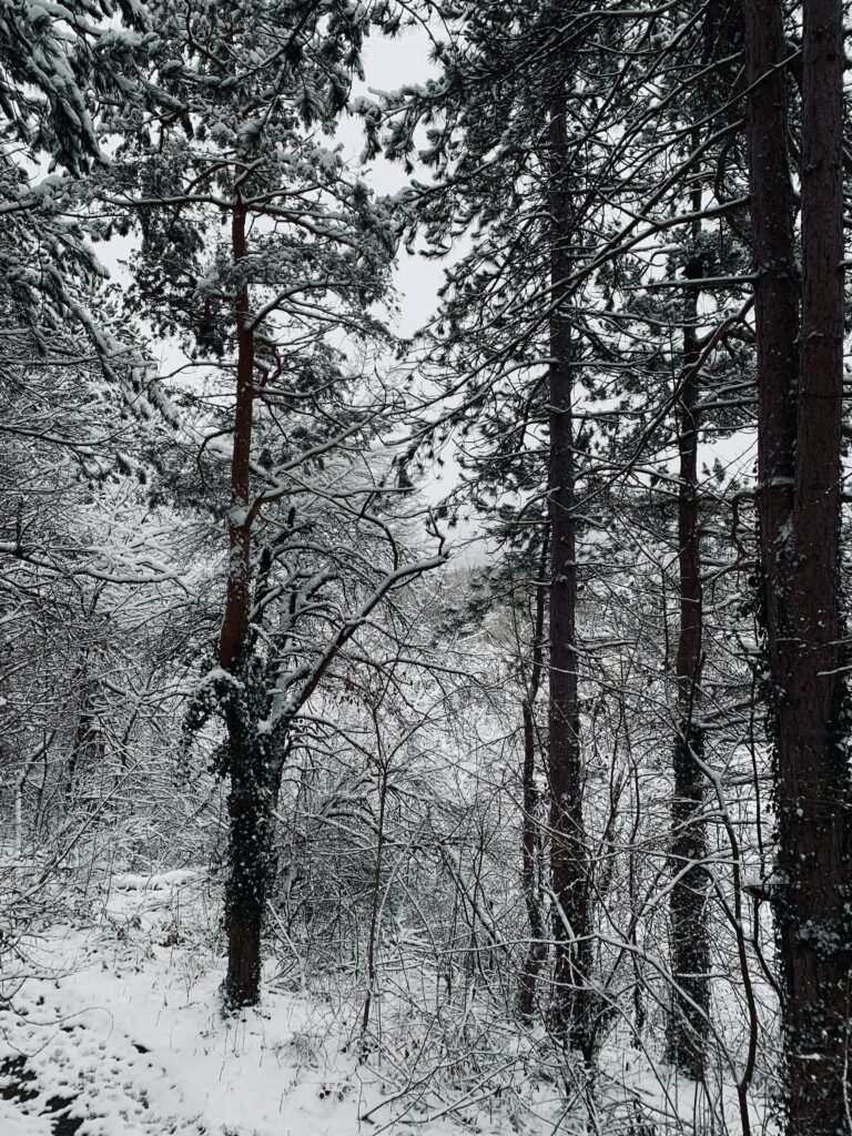Serene winter forest wallpaper with tall snow-dusted trees and dense frosty underbrush background