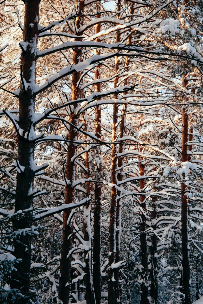 Serene winter forest wallpaper with snow-covered trees and soft natural light filtering through branches