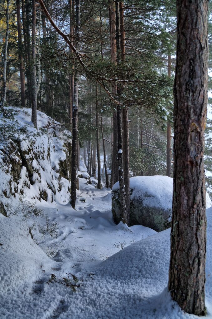 Tranquil winter forest wallpaper with snow-dusted trees winding path and soft sunlight filtering