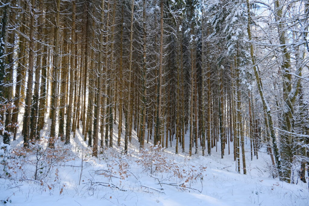 Winter forest wallpaper with tall snow-covered trees and sunlight illuminating white ground