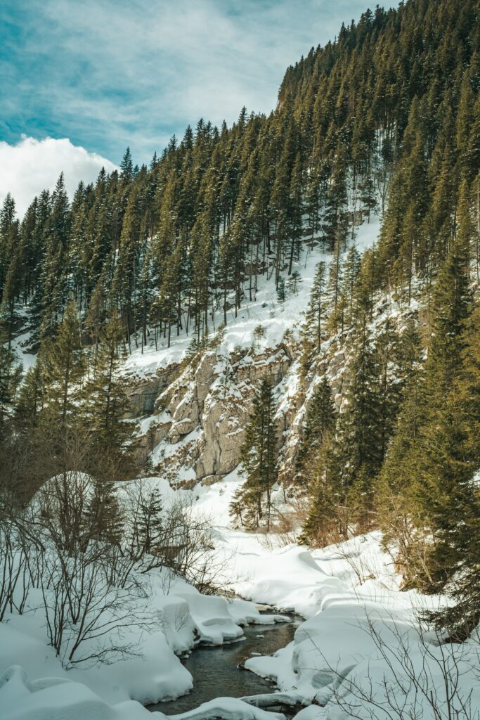 Serene winter forest with snow-covered evergreens and a gentle stream under bright daylight Wallpaper
