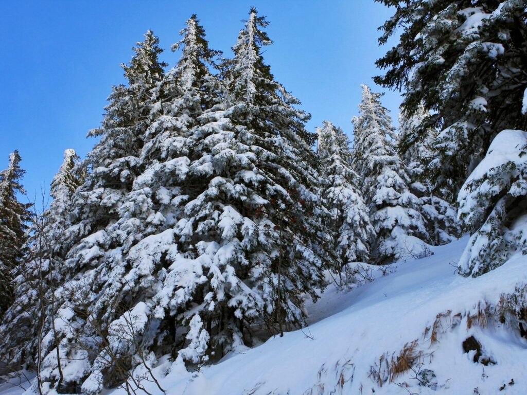 Winter forest wallpaper with snow-covered fir trees on slope under clear blue sky landscape