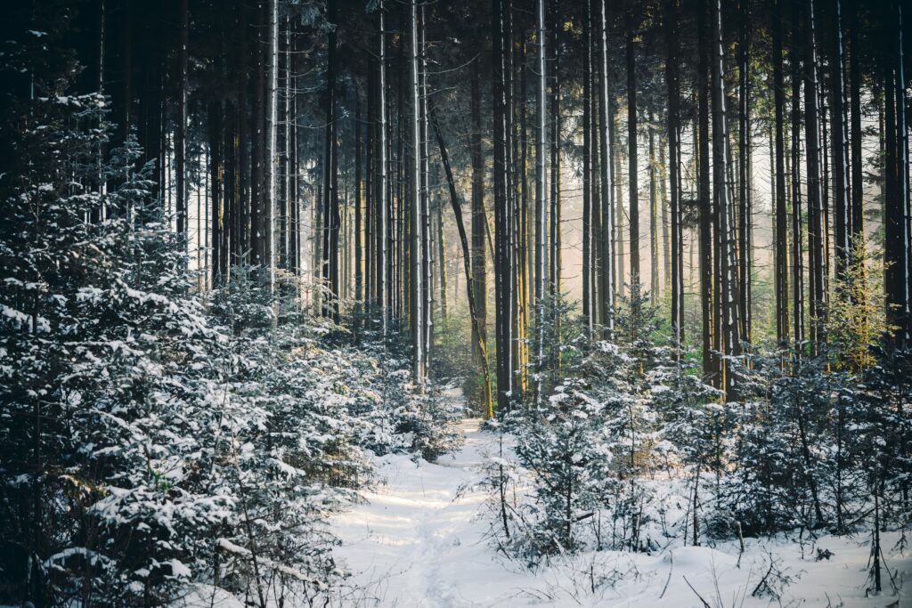 Serene winter forest wallpaper with snow-covered trees and soft sunlight filtering through branches