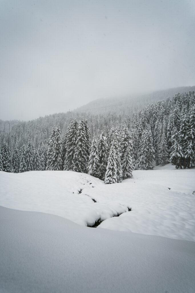 Serene winter forest wallpaper with snow-covered spruce trees in misty and tranquil landscape
