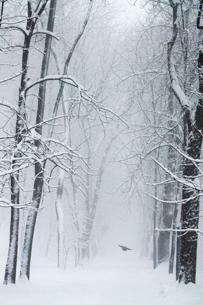 Serene winter forest with snow-covered trees and lone bird flying through misty blizzard background Wallpaper