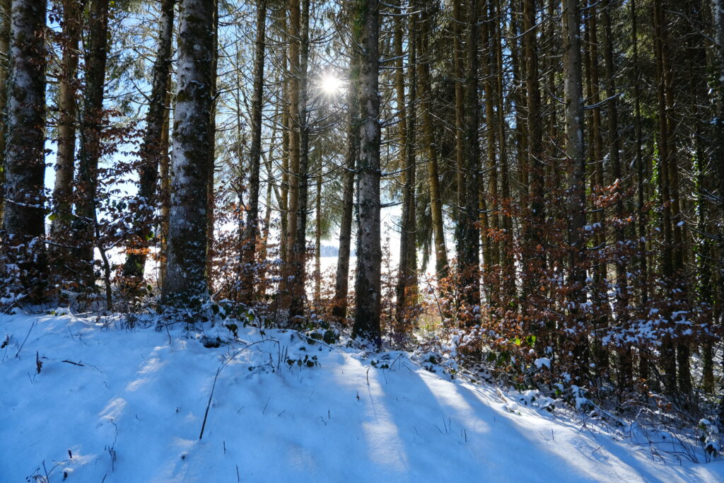 Winter forest wallpaper with tall trees casting shadows on fresh snow in soft sunlight