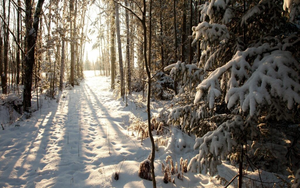 Serene winter forest with tall trees casting long shadows on fresh snow in golden sunlight Wallpaper
