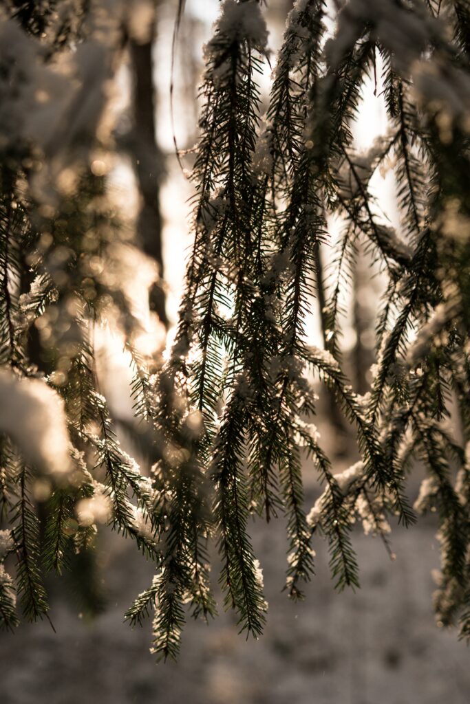 Sunlight through snow-covered spruce branches glowing golden in a peaceful winter forest background Wallpaper