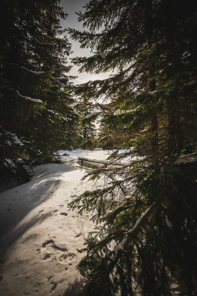 Sunbeams shining through tall spruce trees over fresh snow in a peaceful winter forest scene Wallpaper