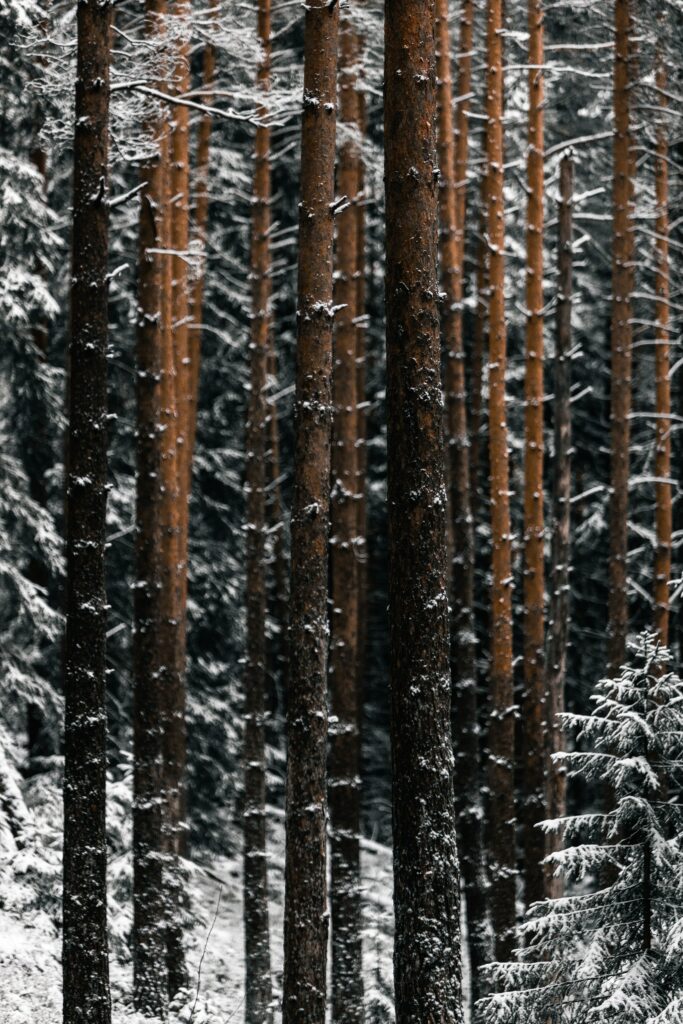 Tall pine trees in a peaceful winter forest with snow-dusted trunks and white snowy ground Wallpaper