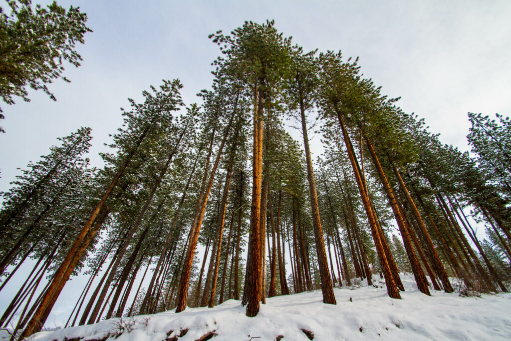 Serene winter forest with snow covered pine trees viewed from ground up wallpaper background