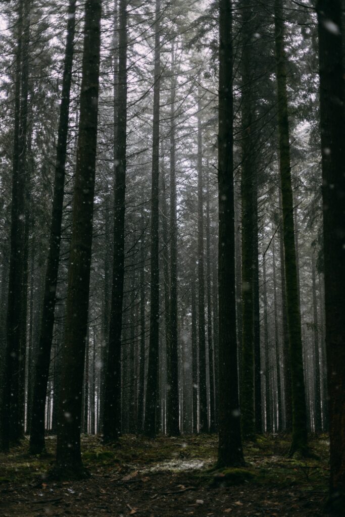 Winter forest wallpaper with tall pine trees snowflakes and misty serene landscape background