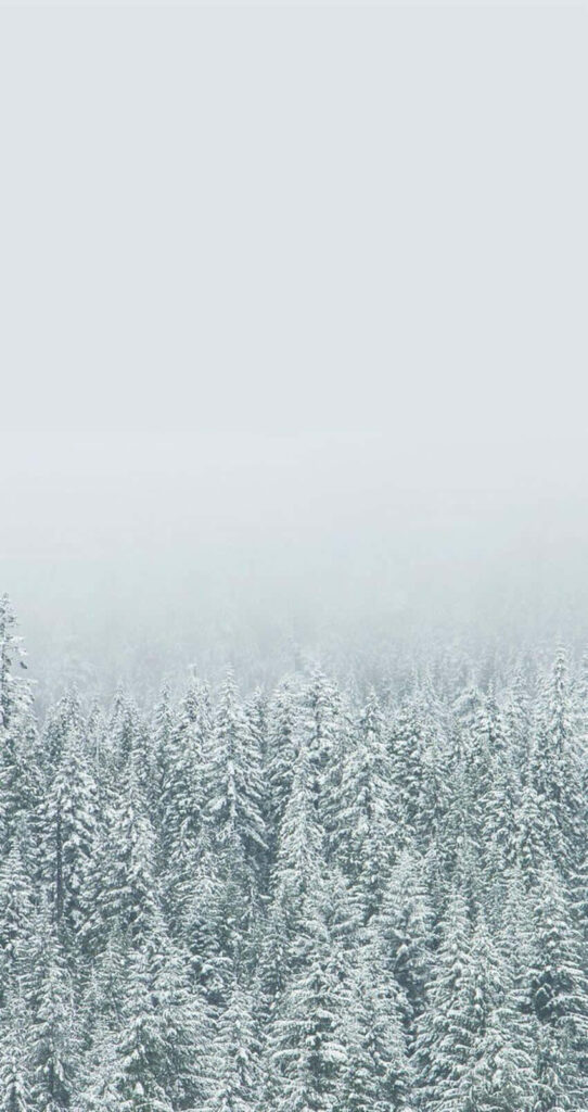 Serene Winter Forest Wallpaper: Tranquil Snowy Background