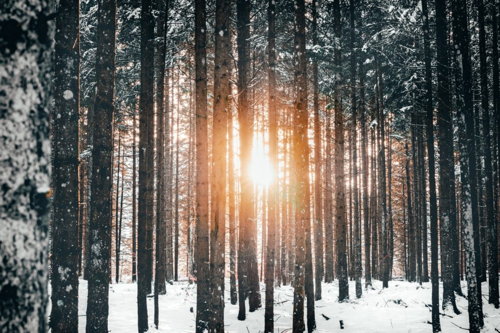 Serene winter forest wallpaper with tall trees silhouetted by soft sunlight and snowy landscape