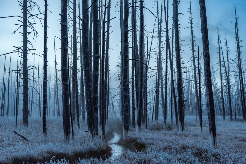 Winter forest wallpaper with frosted trees and icy stream in tranquil blue landscape background