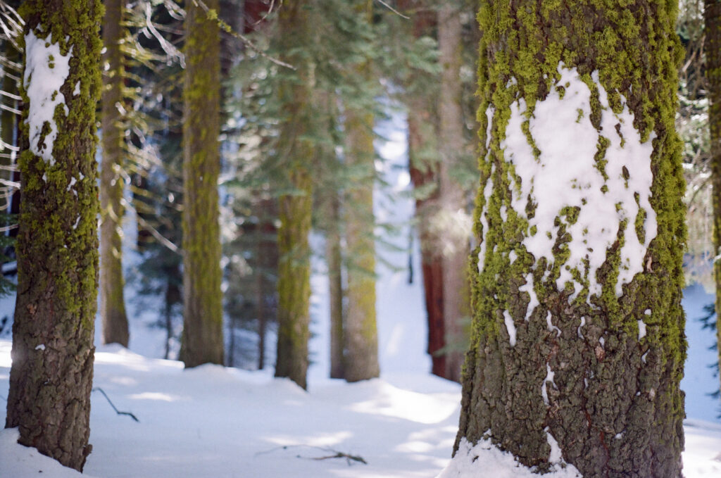 Winter forest wallpaper with mossy tree trunks textured bark and snow in soft sunlight