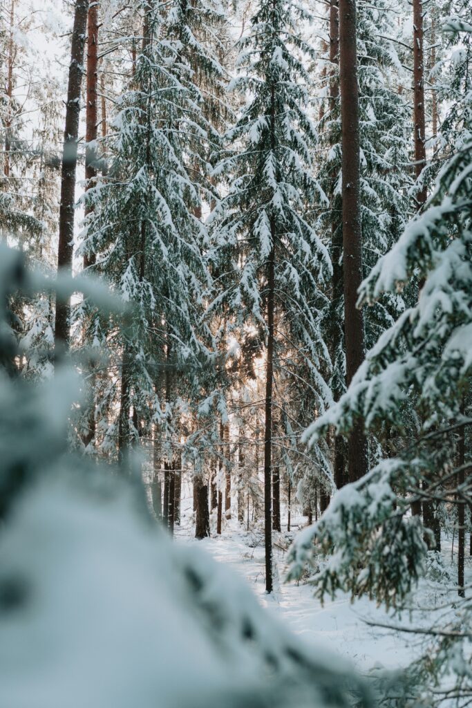 Serene winter forest with snow-covered conifers and sunlight creating peaceful cold weather scene Wallpaper