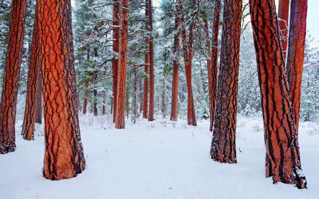 Serene winter forest wallpaper with tall reddish-barked trees and snow-covered pines background