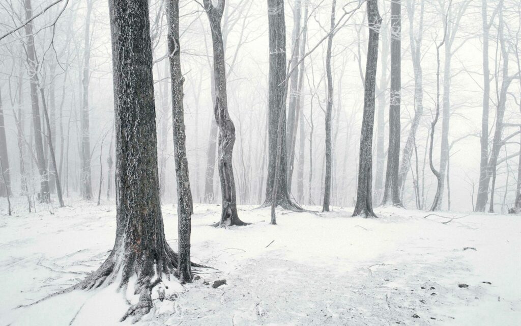 Winter forest wallpaper with tall leafless trees dusted in snow and soft natural light