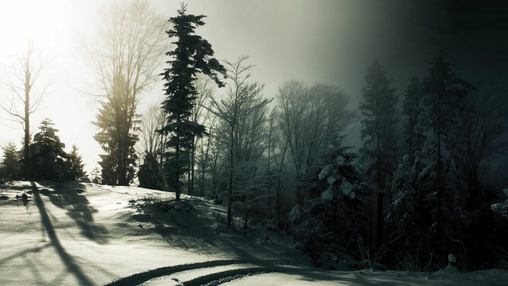 Serene winter forest with tall trees and long shadows on fresh snow under moody sky Wallpaper