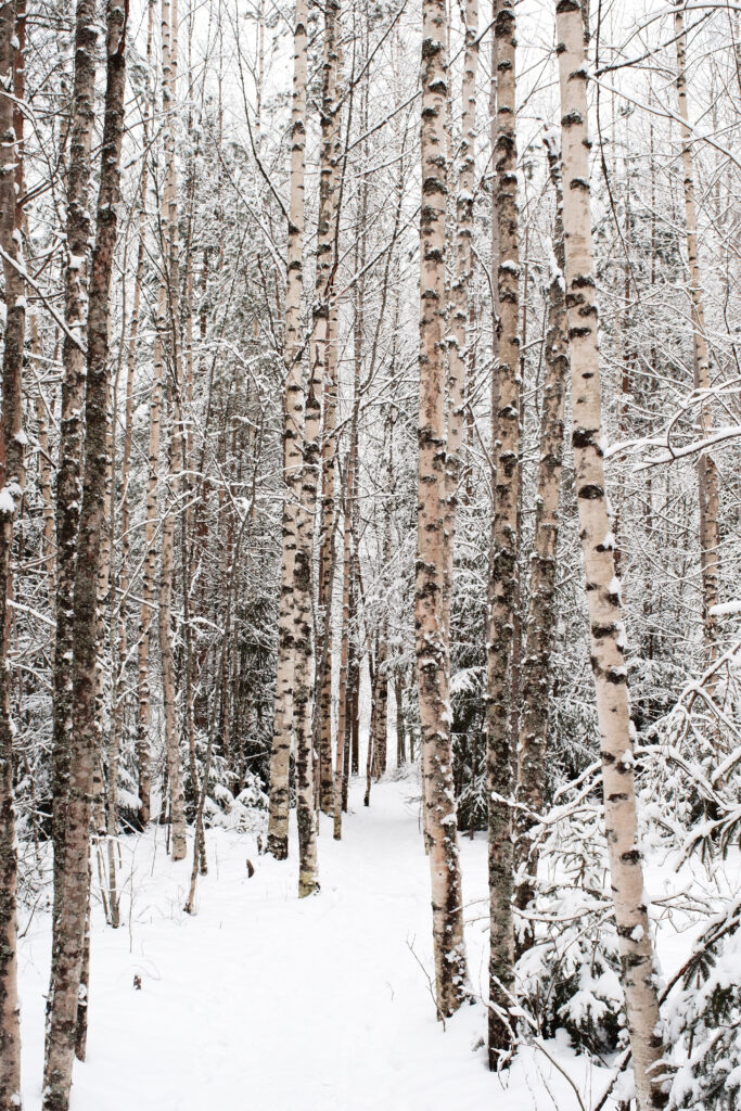 Winter forest wallpaper with tall birch trees and fresh snow creating a peaceful scene