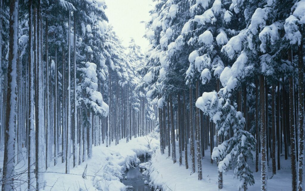 Winter forest wallpaper with snow-covered trees and a winding icy stream in peaceful woodland