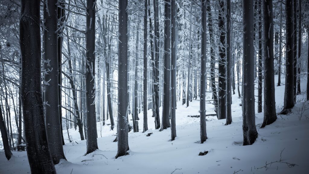 Serene winter forest wallpaper with tall dark tree trunks and pristine white snow background