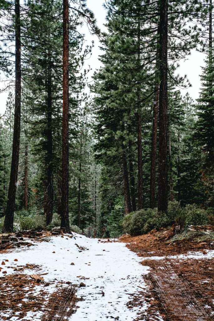 Serene forest wallpaper with tall pine trees snow-covered path and lush green foliage winter scene