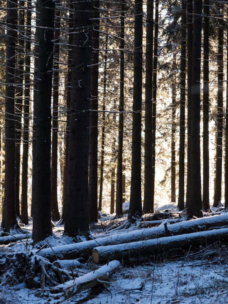 Serene winter forest with tall trees snow dusted ground and sunlight filtering through trunks Wallpaper