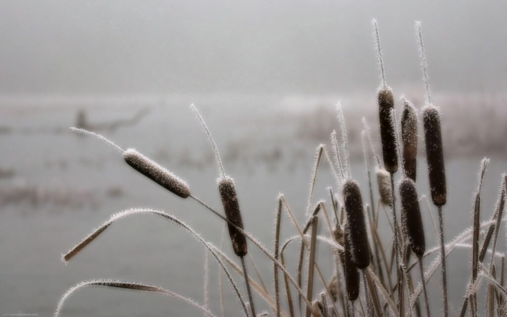 Frost-covered canes in misty muted background showcasing serene November morning winter scene Wallpaper