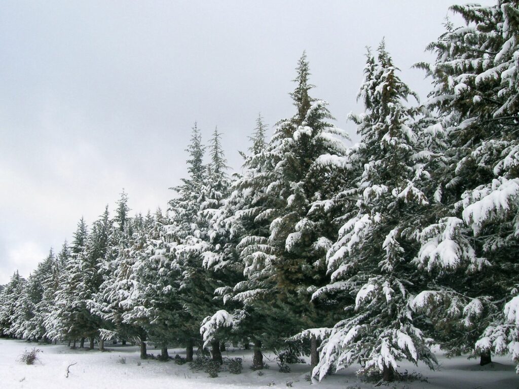 Serene snowy forest wallpaper with dense fur trees covered in fresh white snow winter background