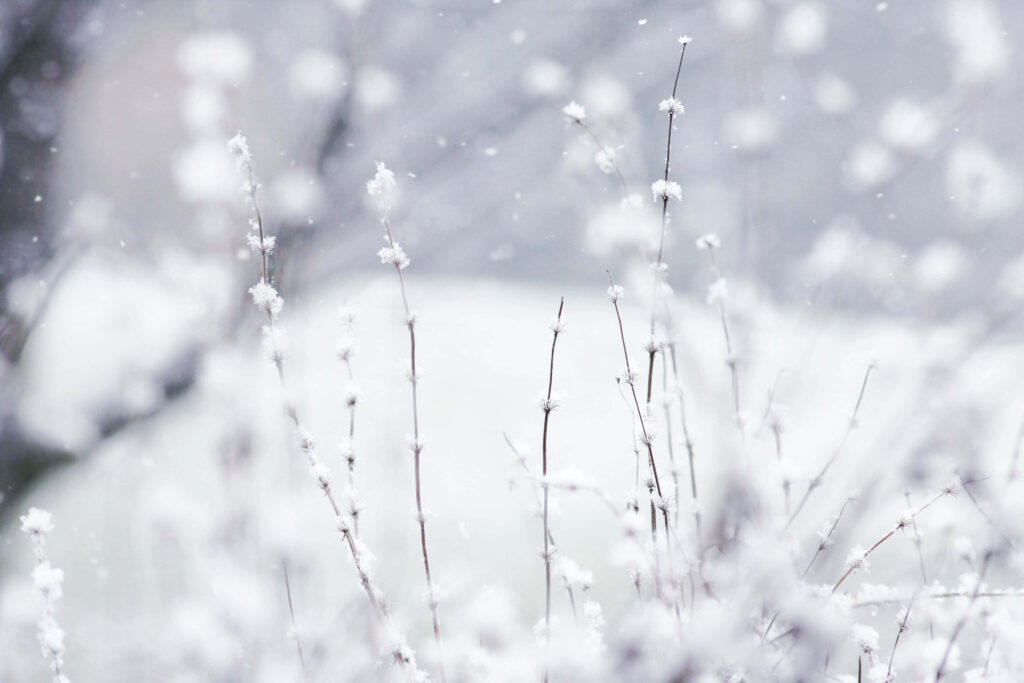 Tranquil Winter Garden: Snow-Dusted Branches in Serene Beauty Wallpaper