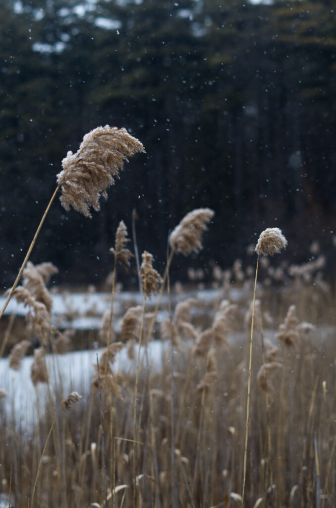Snow-dusted reeds sway by a calm lake with falling snowflakes and blurred forest background Wallpaper